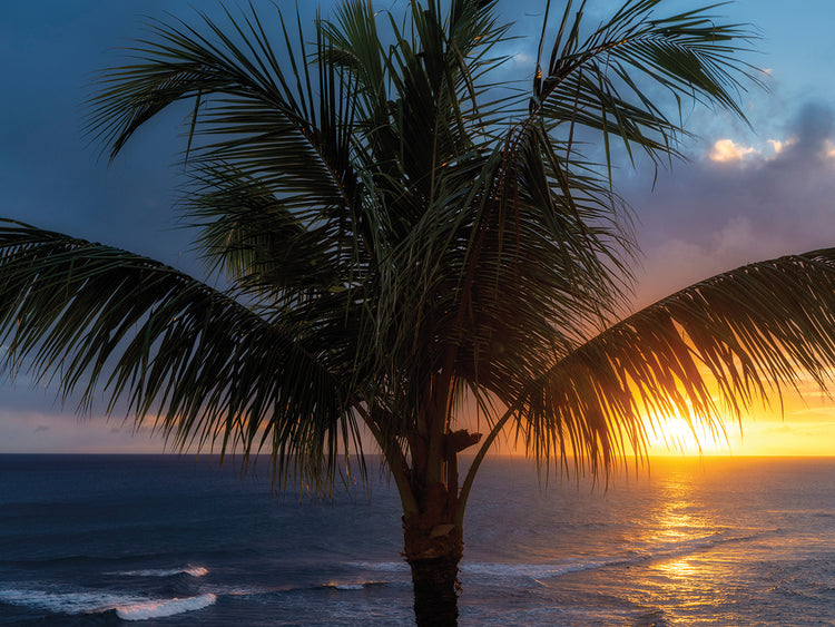 Palm Tree Sunset