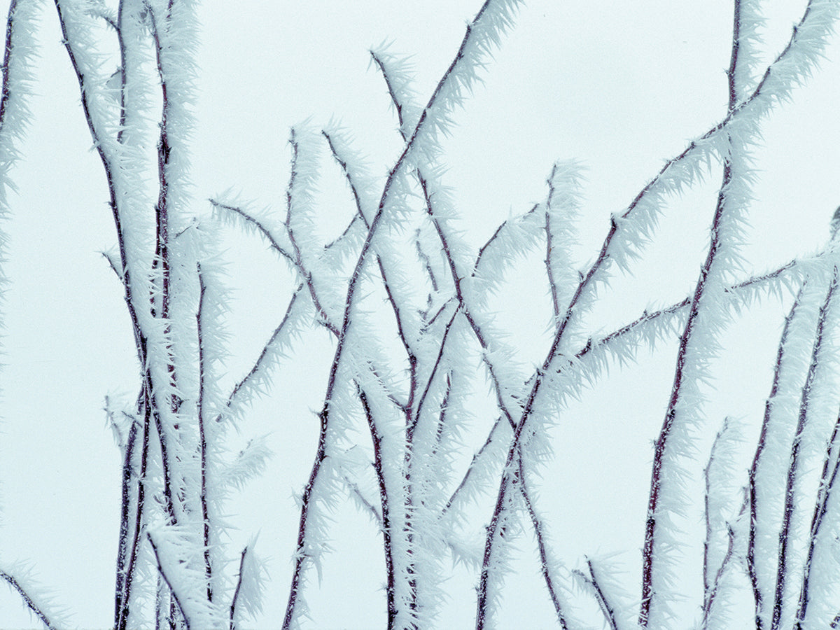 Icy
