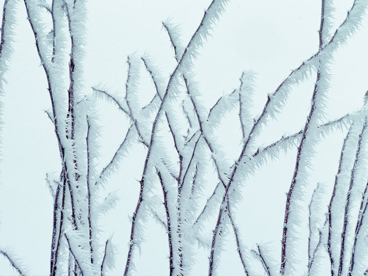 Icy