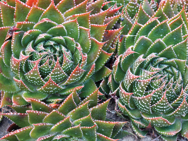 Succulents
