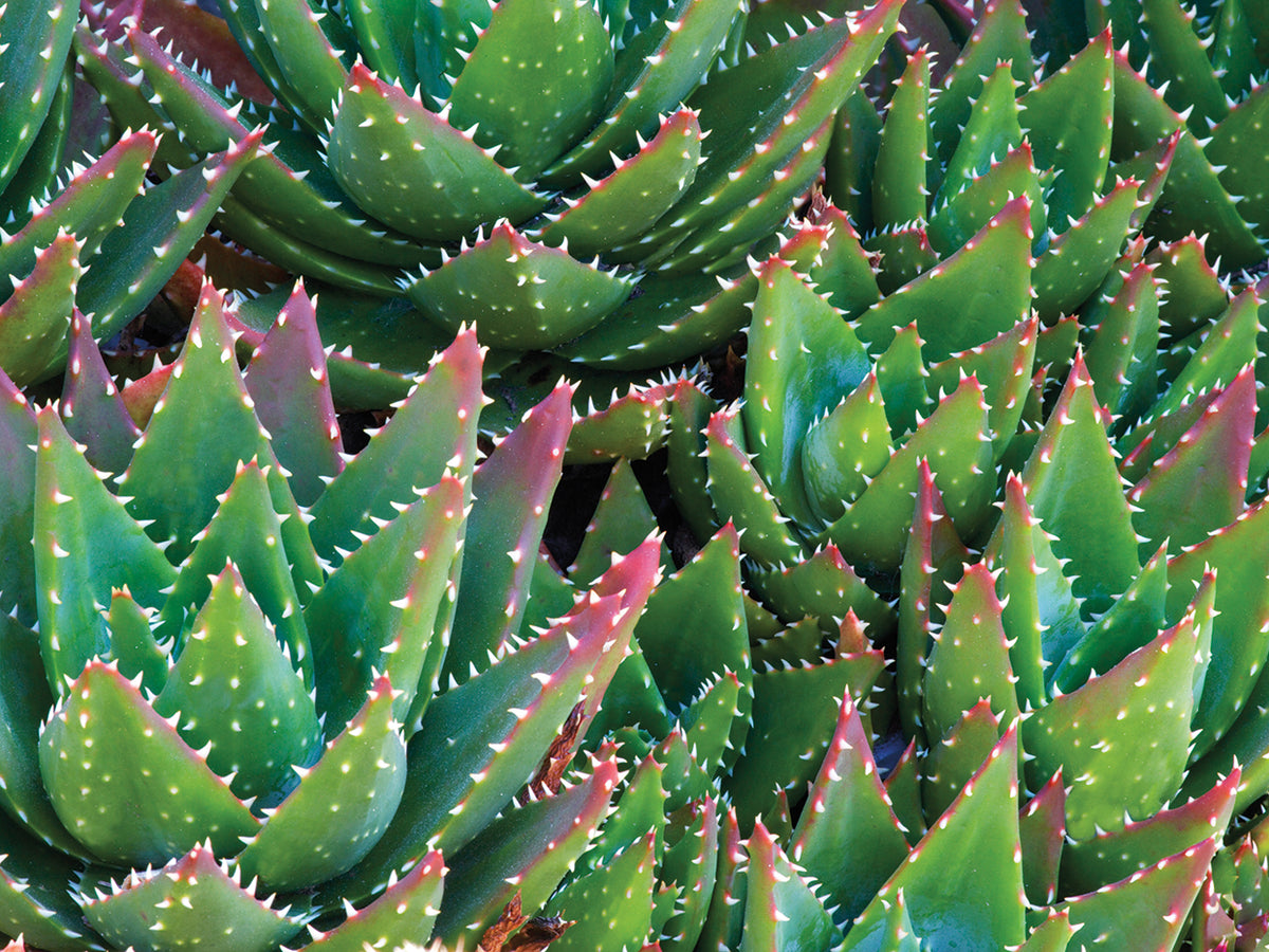 Succulents III