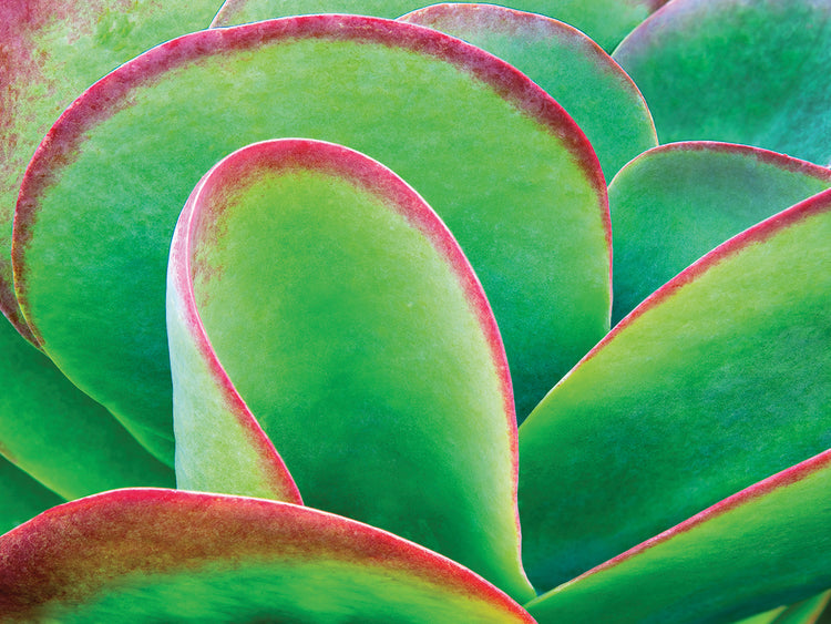 Succulent V
