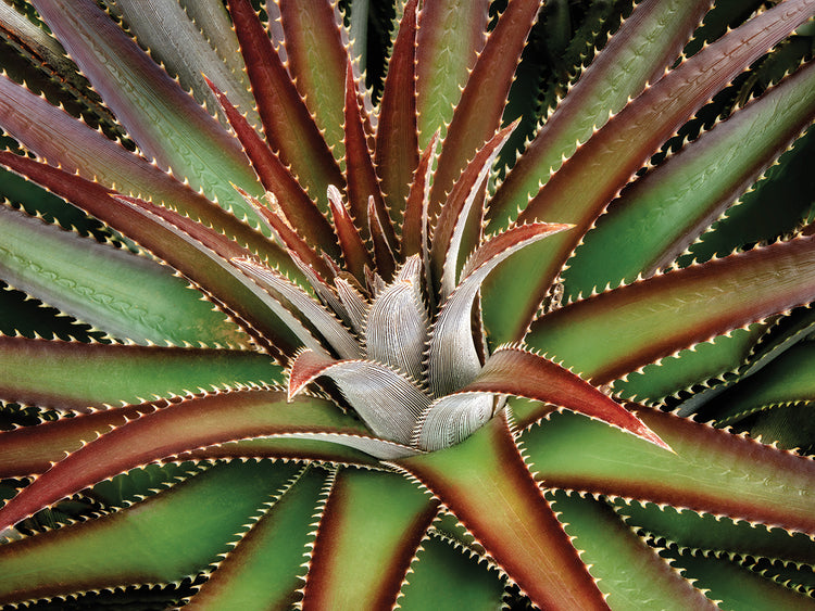 Succulent VI