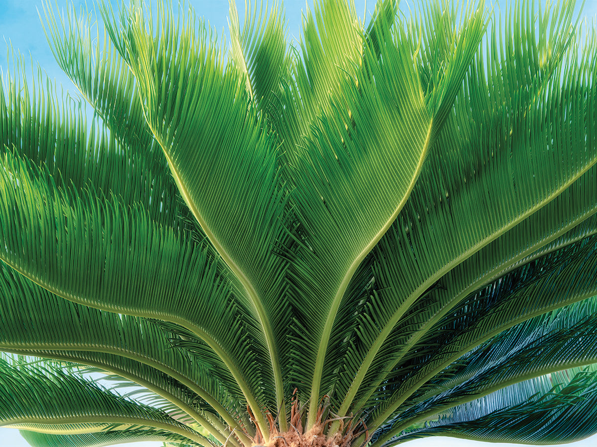 Tropical III