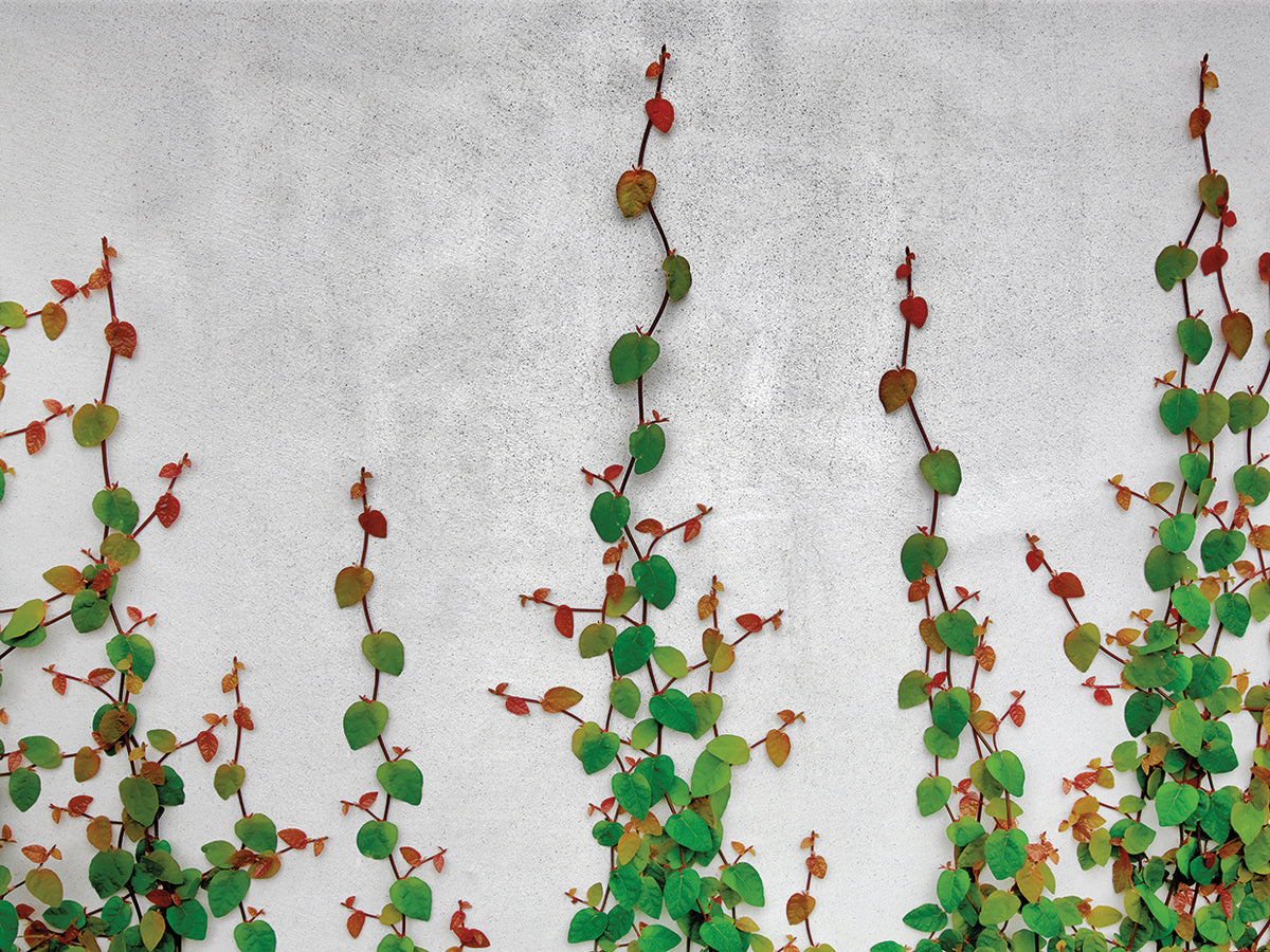 Vine