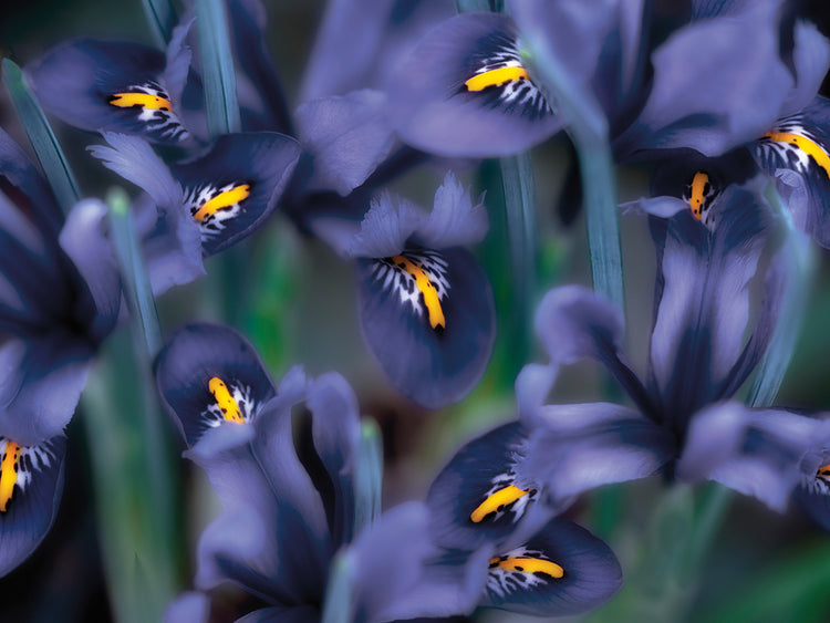 Irises
