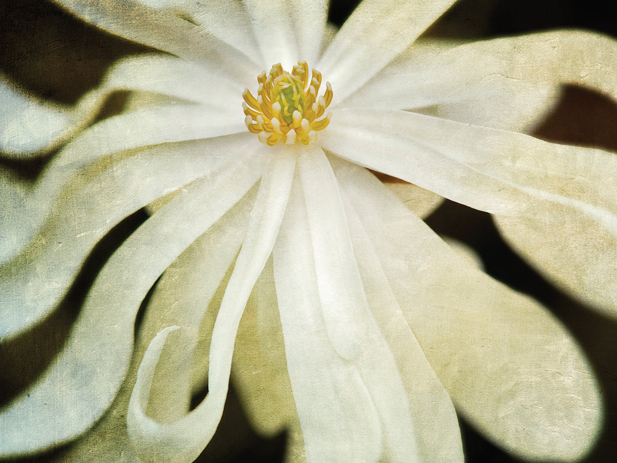 White Flower