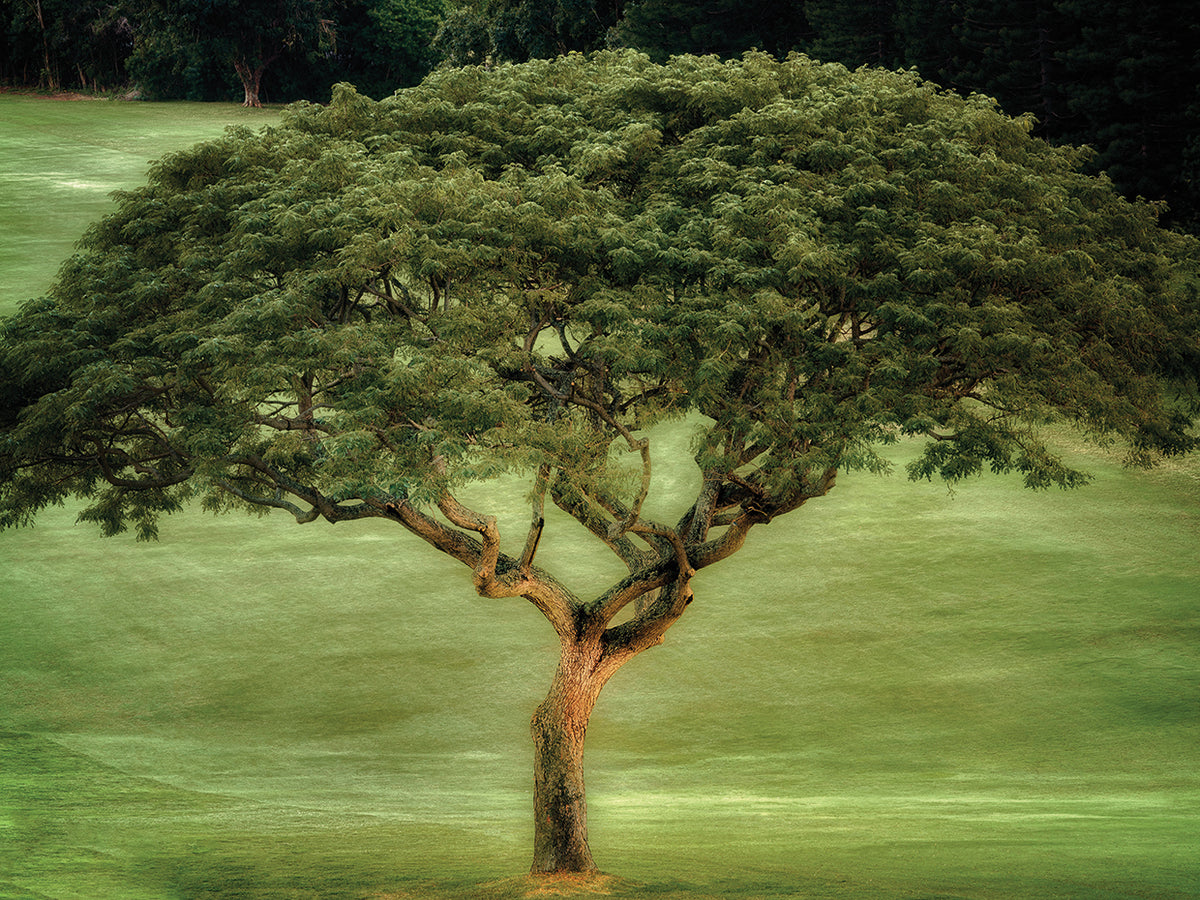 Single Tree