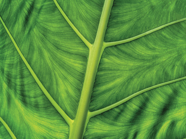 Leaf Details