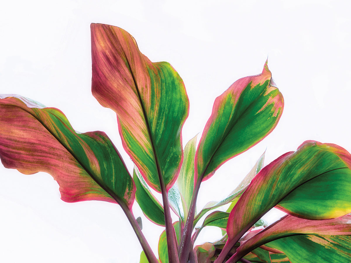 Botanical