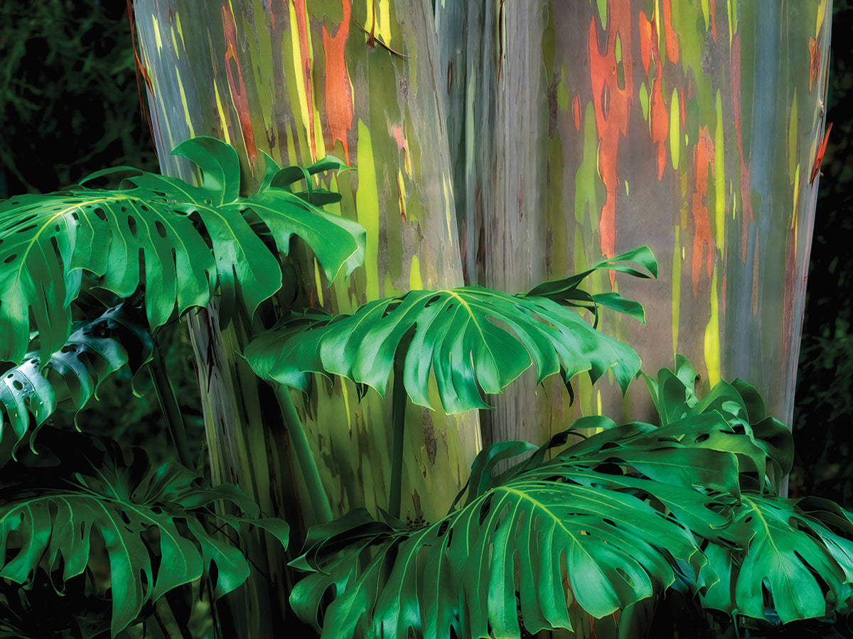 Tropical Leaves