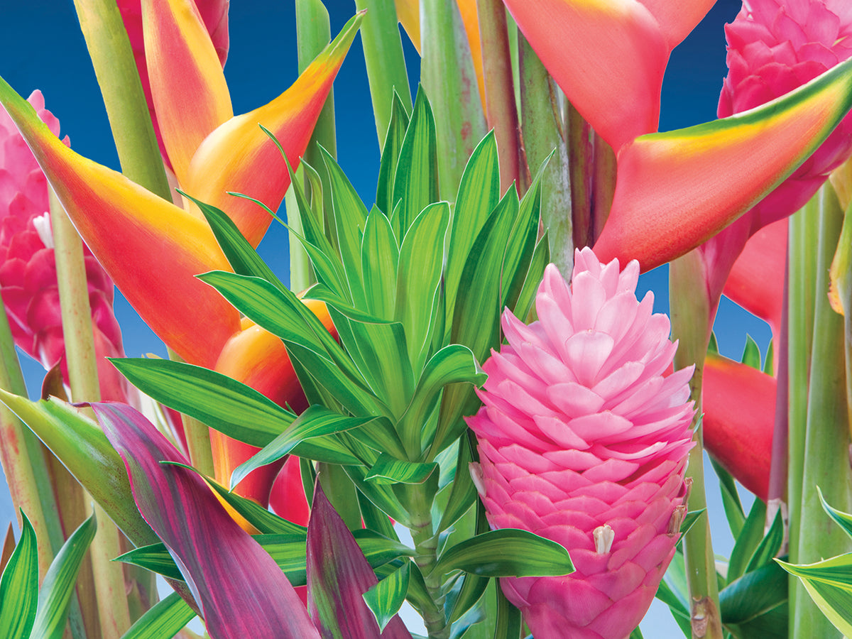 Hawaiian Tropics