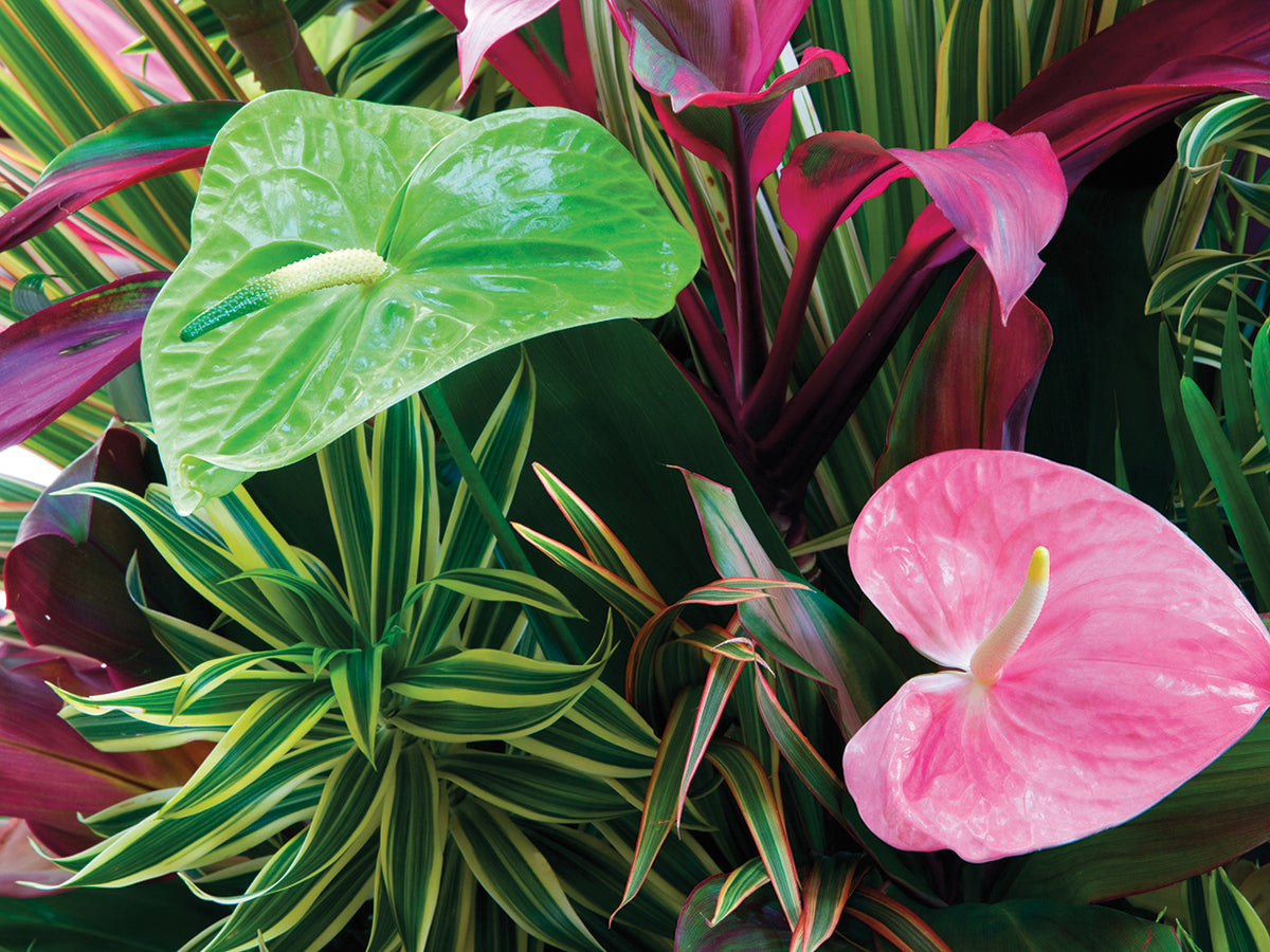 Hawaiian Botanicals