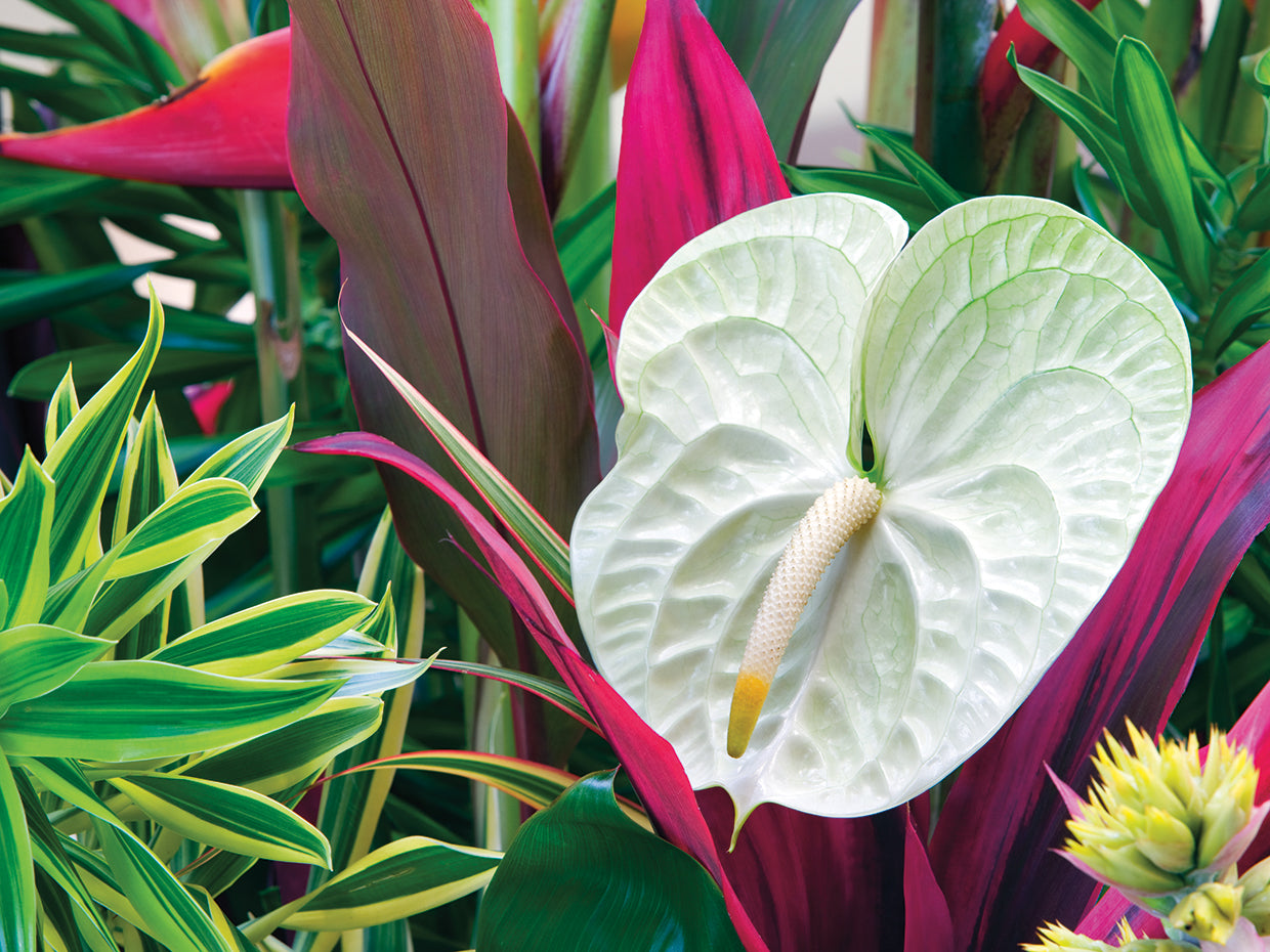 Hawaiian Botanicals II