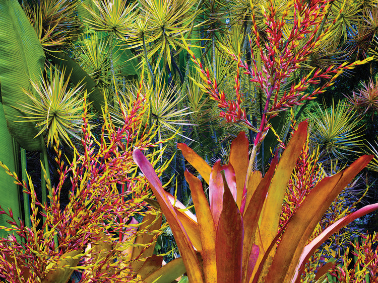 Hawaiian Botanicals III