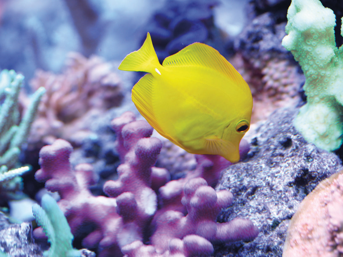 Aquarium