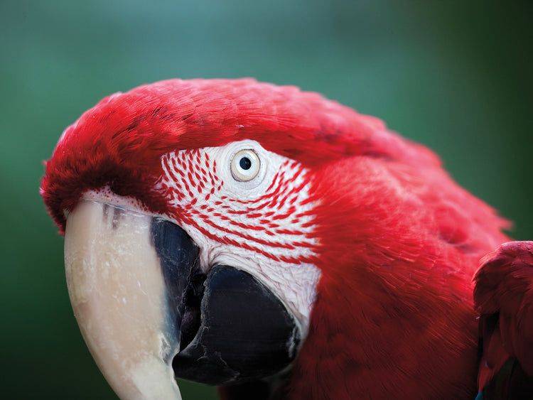 Red Parrot