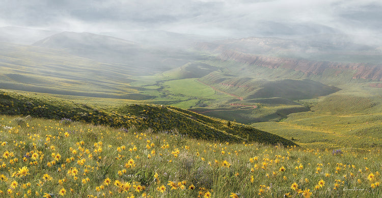 Sunflower Overlook