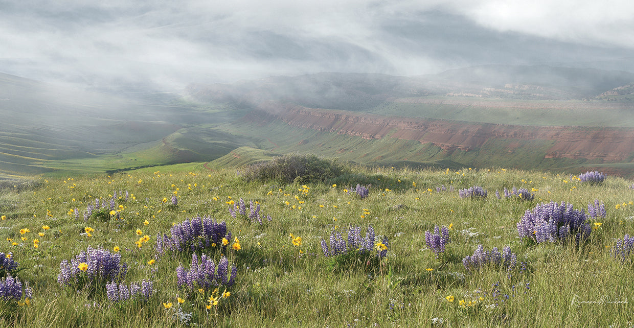 Misty Valley I