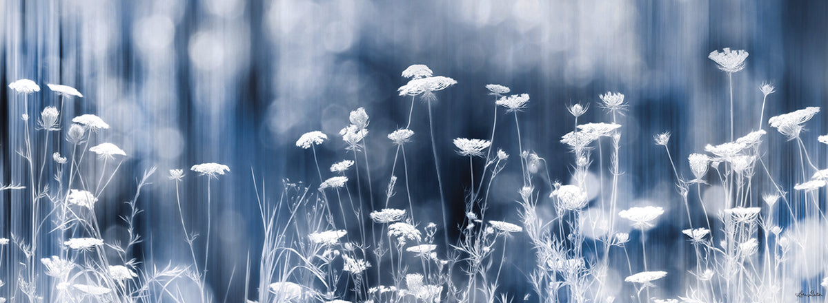 Summer Dreams