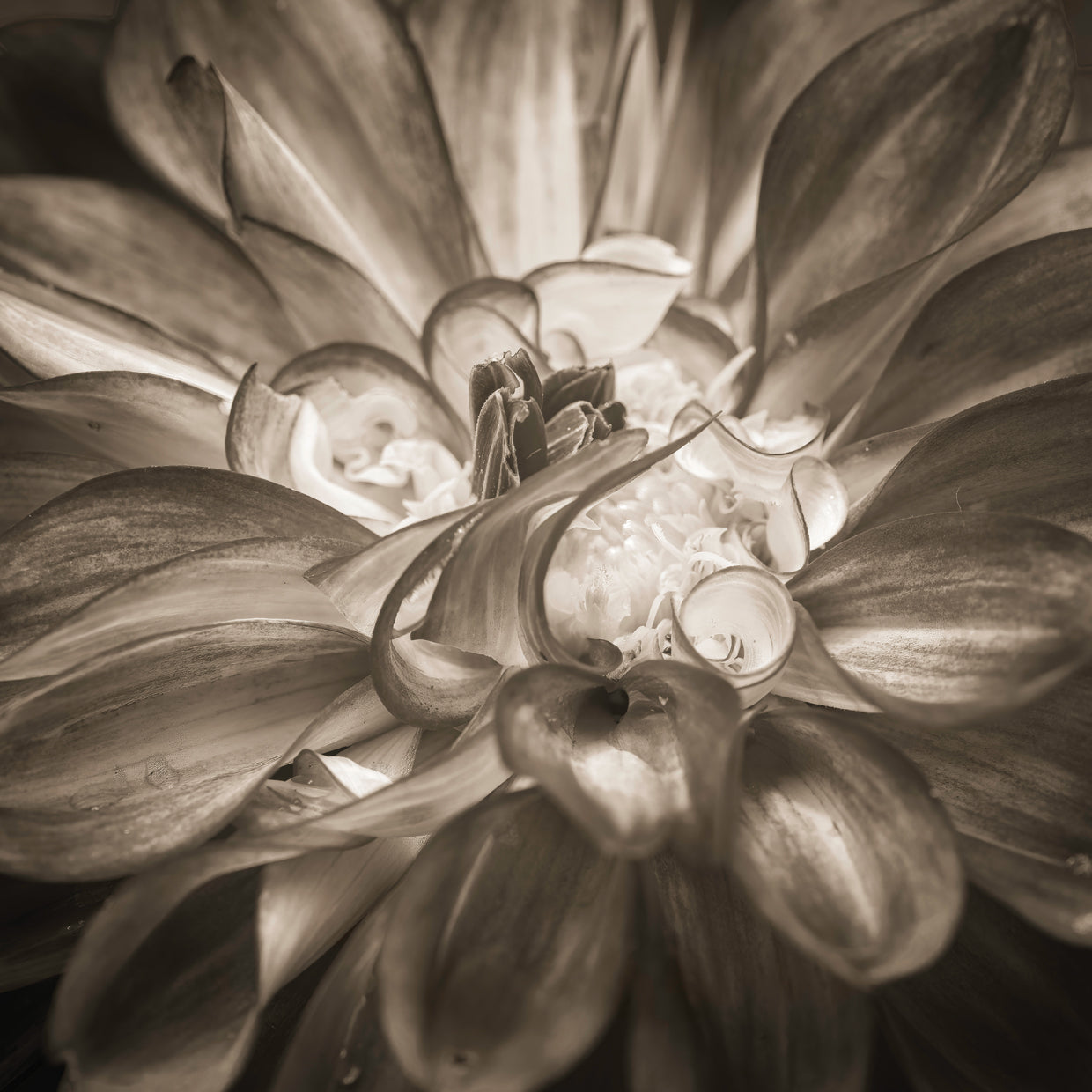 Dahlia,