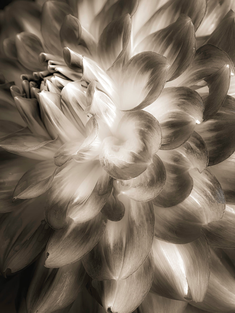 Dahlia,