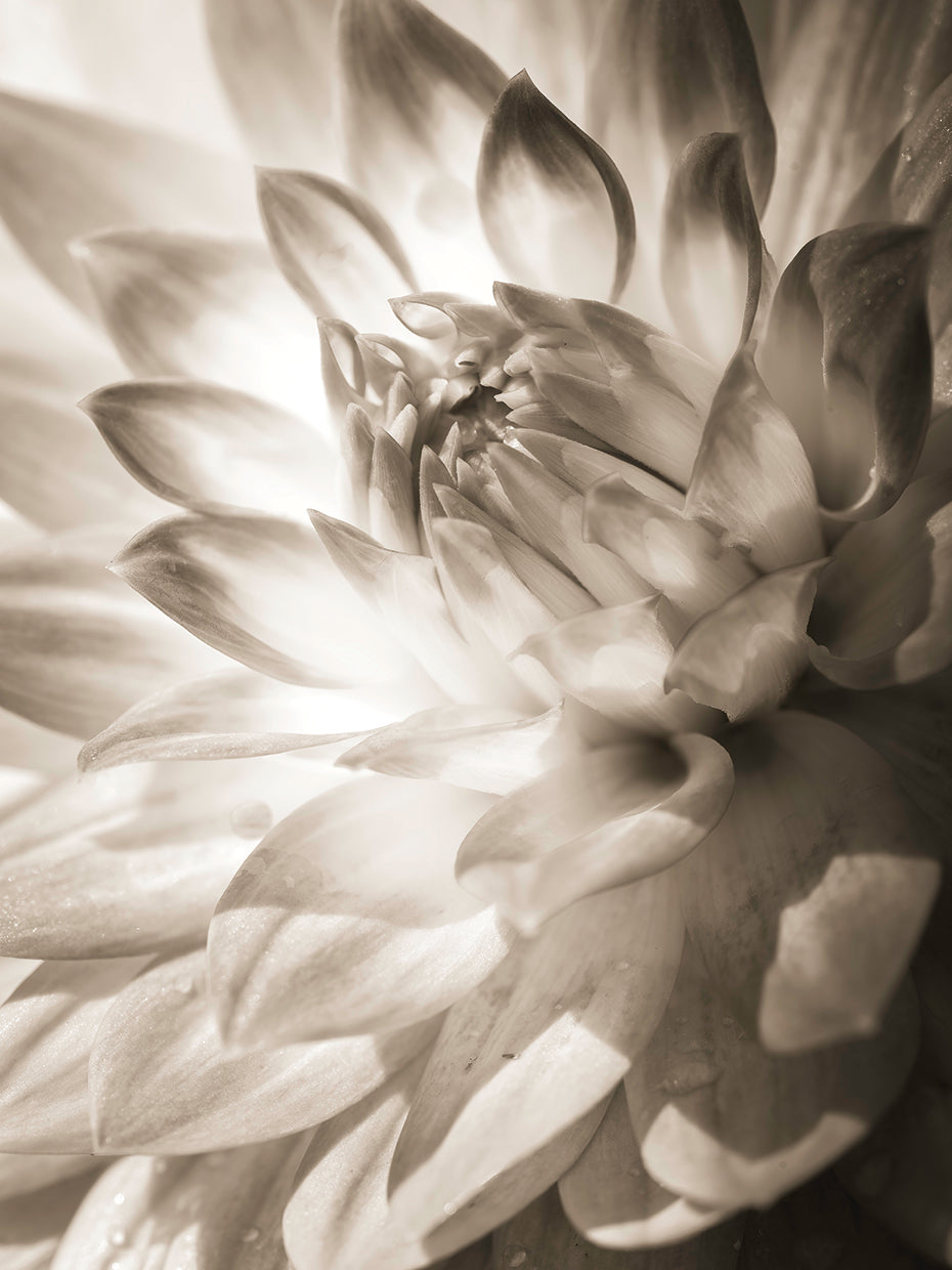 Dahlia,
