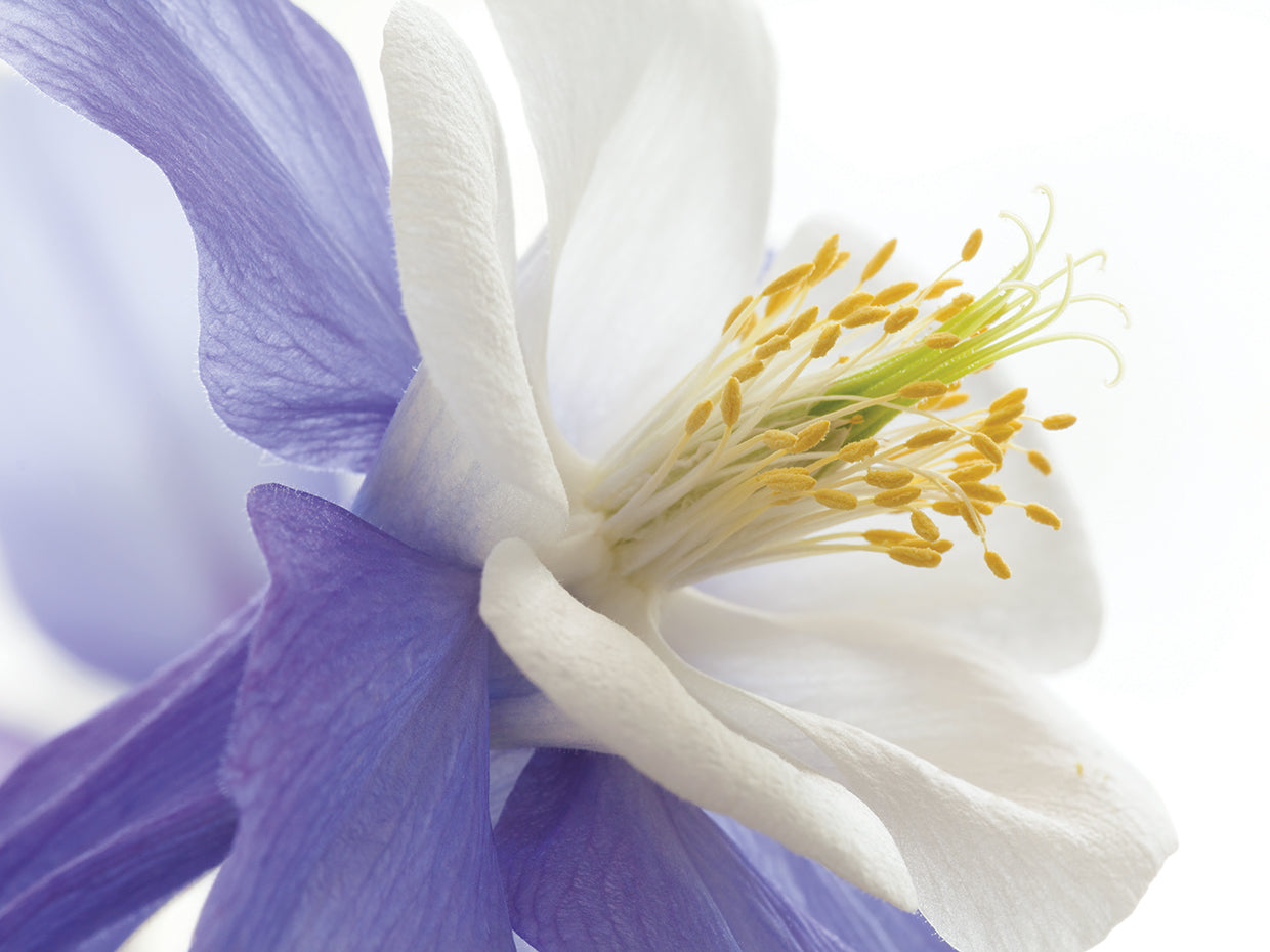Spring Beauty