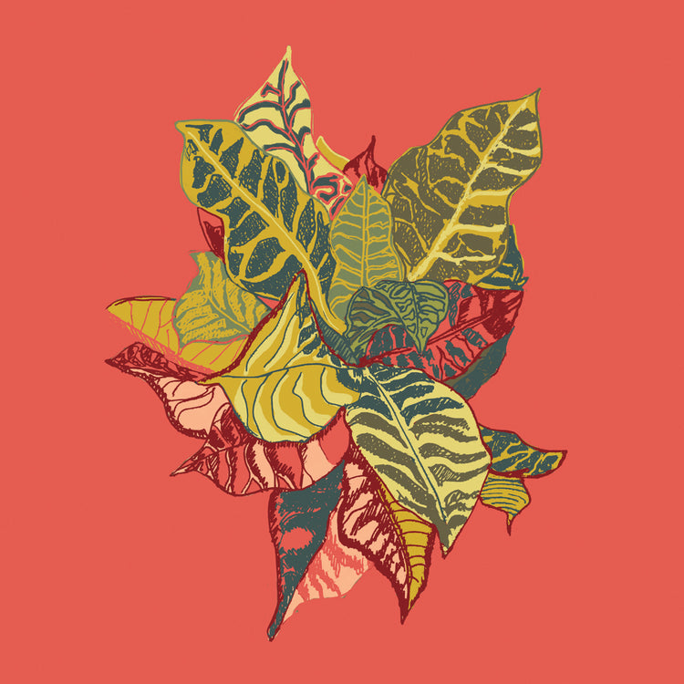 Tropicana