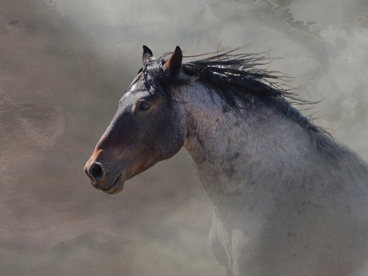 Back Country Roan