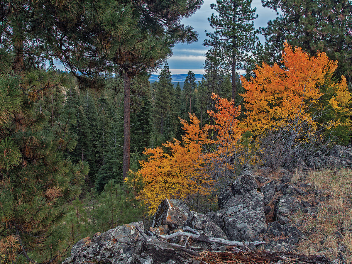 Aspen Blaze