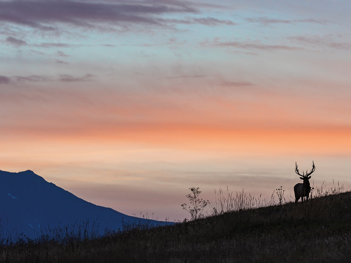 Elkscape