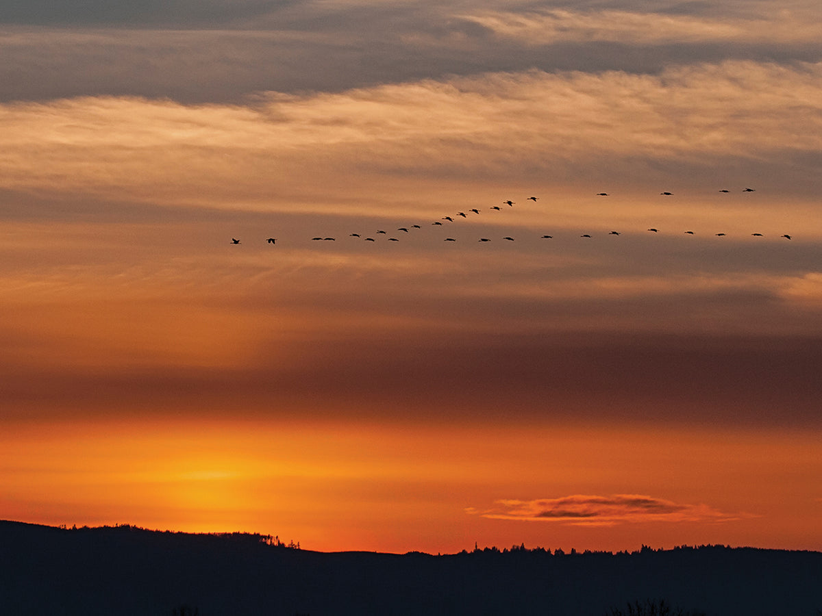 Sunset Flight