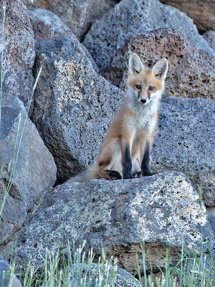 Red Fox Kit II