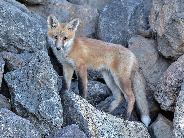 Red Fox Kit I