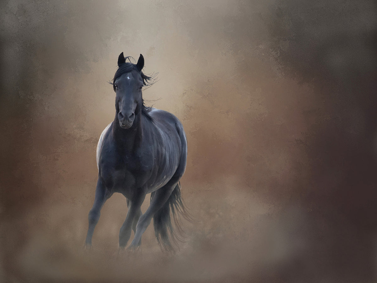 Knighthawk - S. Steens Wild Stallion