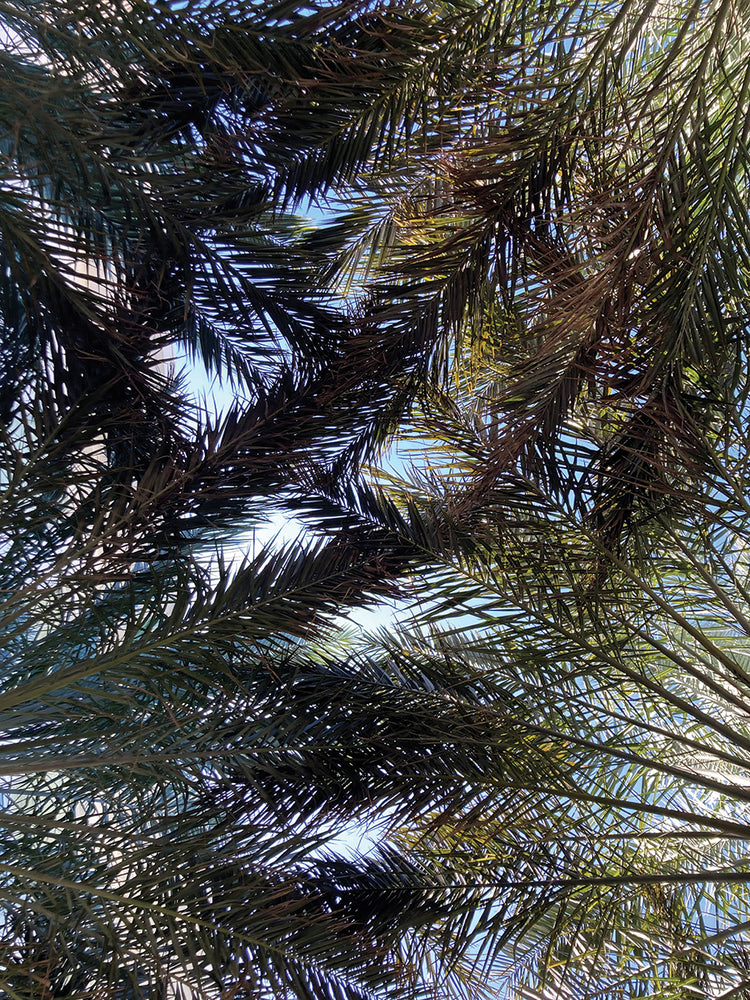 Contemporary Clarity
