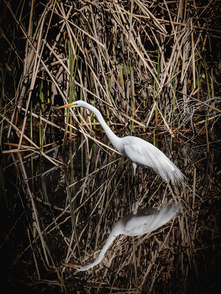 Arizona Egret