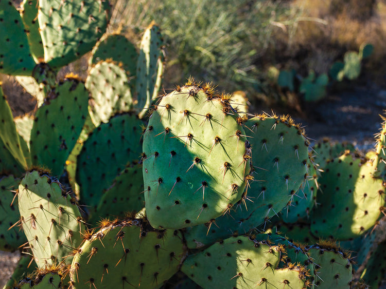 Cactus Glow