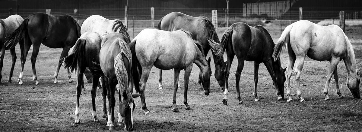 Horses Grazing