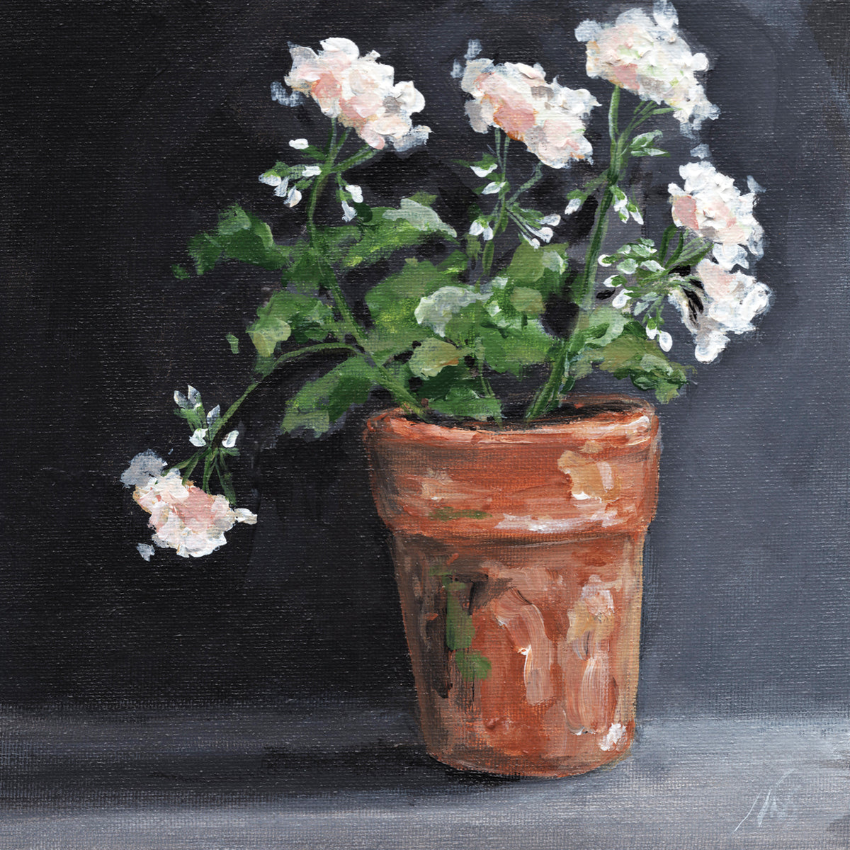 Geranium II