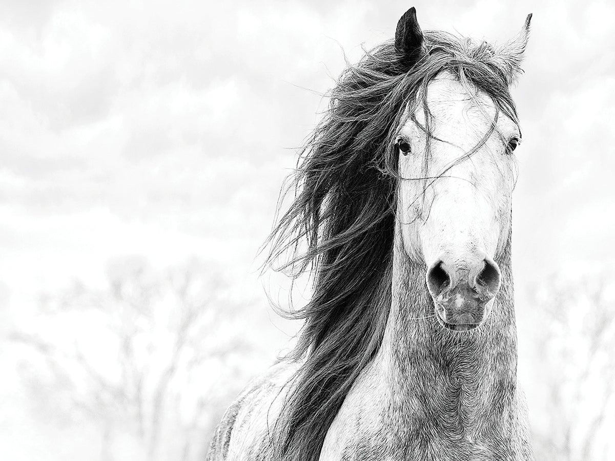 Spirit