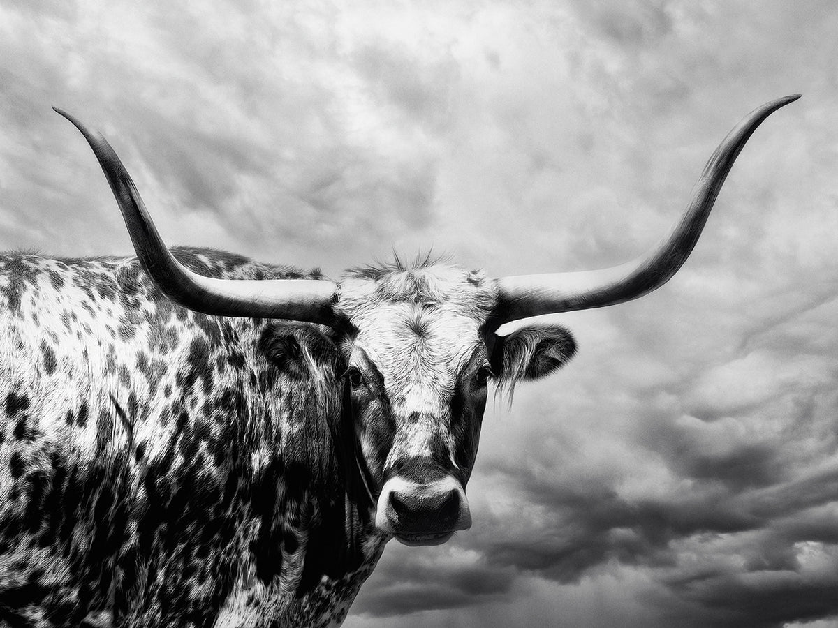 Big Bull