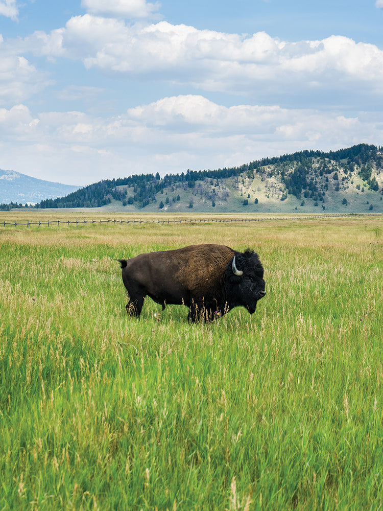 Lone Bison