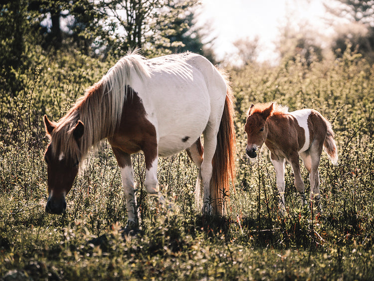 Wild Ponies of Virginia