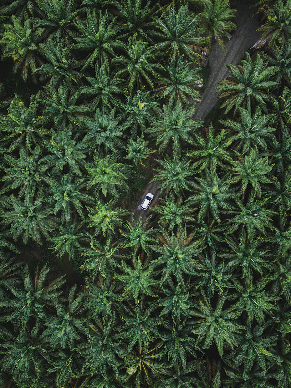 Palm Forest