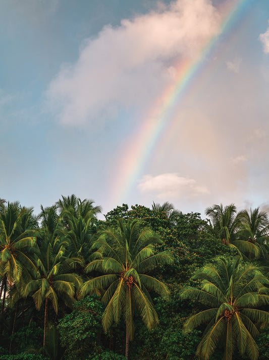 Palms and Rainbows