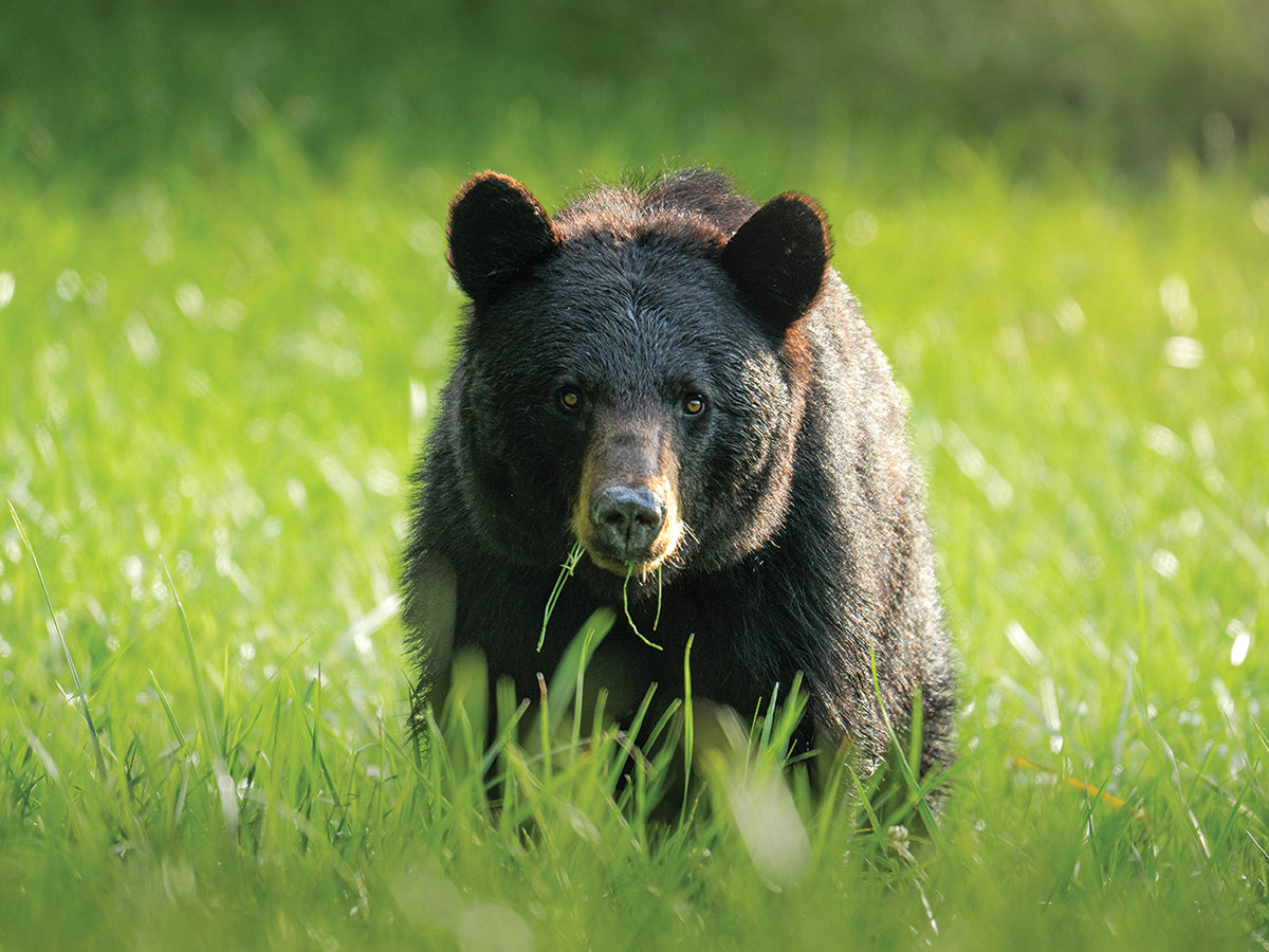 Bear on the Move