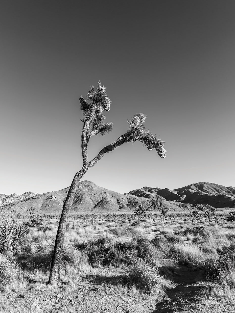 Desert Views