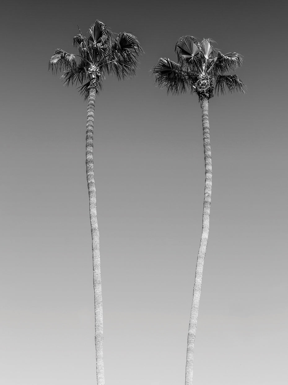 Palm Views